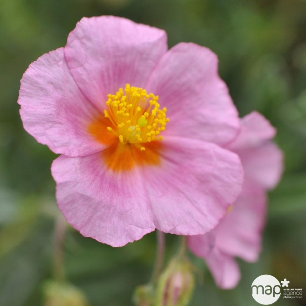 Hélianthème Lawrenson's Pink : godet