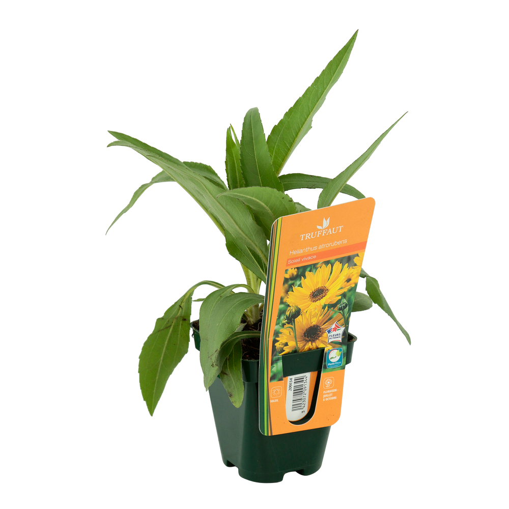 Soleil vivace : godet vert