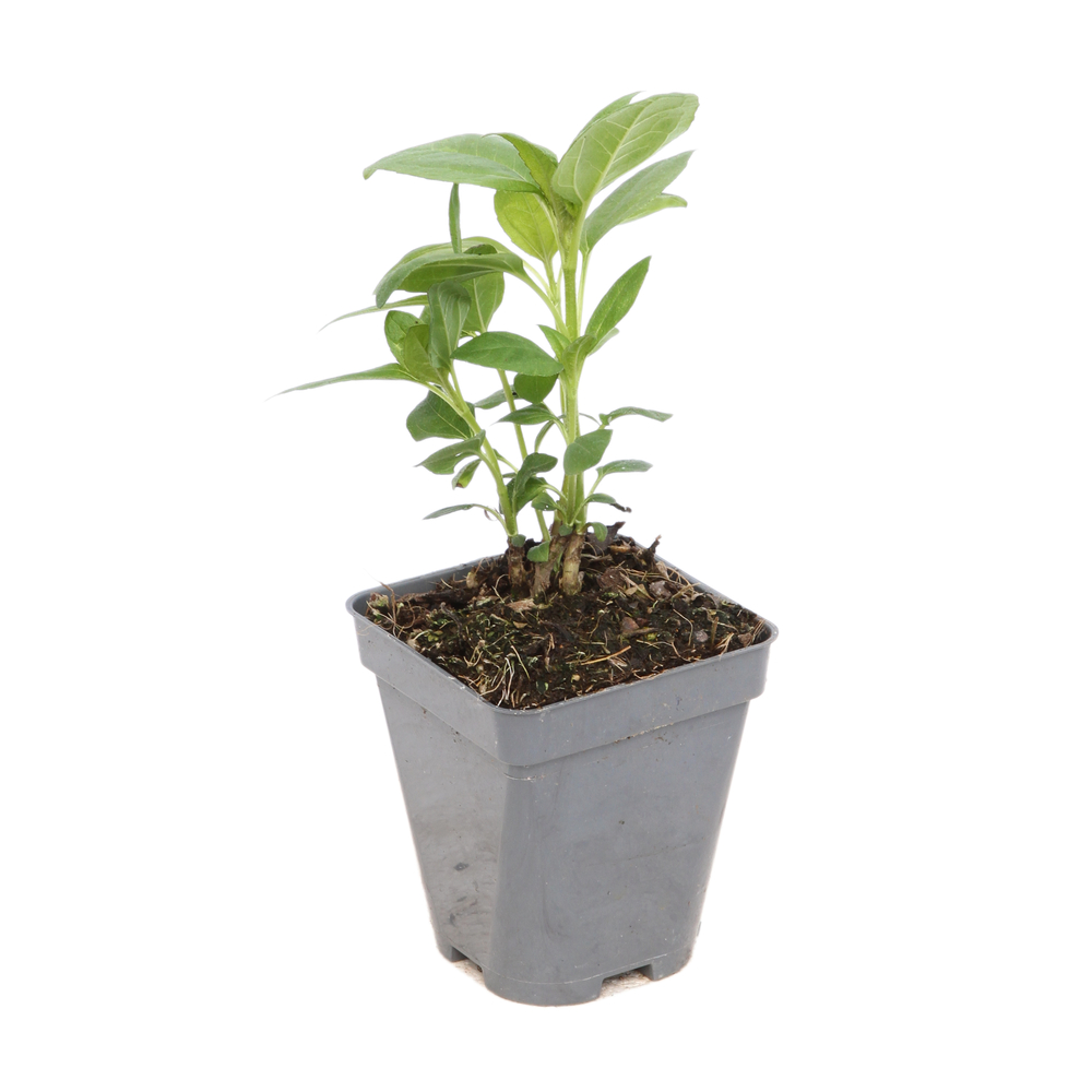 Soleil vivace 'La Perle' : godet vert