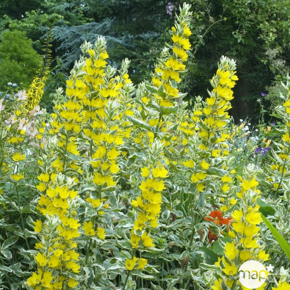 Lysimaque ponctuée Alexander : godet rouge
