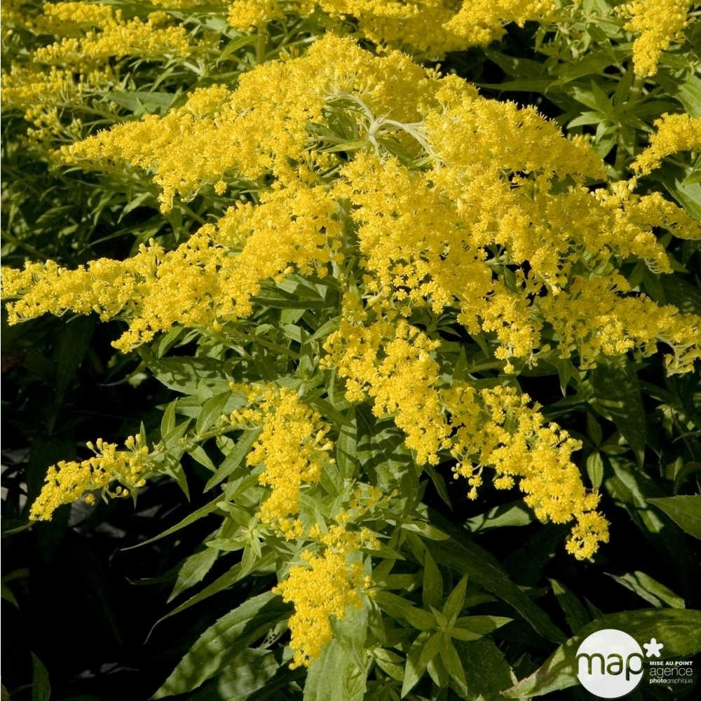 Verge d'or Goldenmosa : godet vert