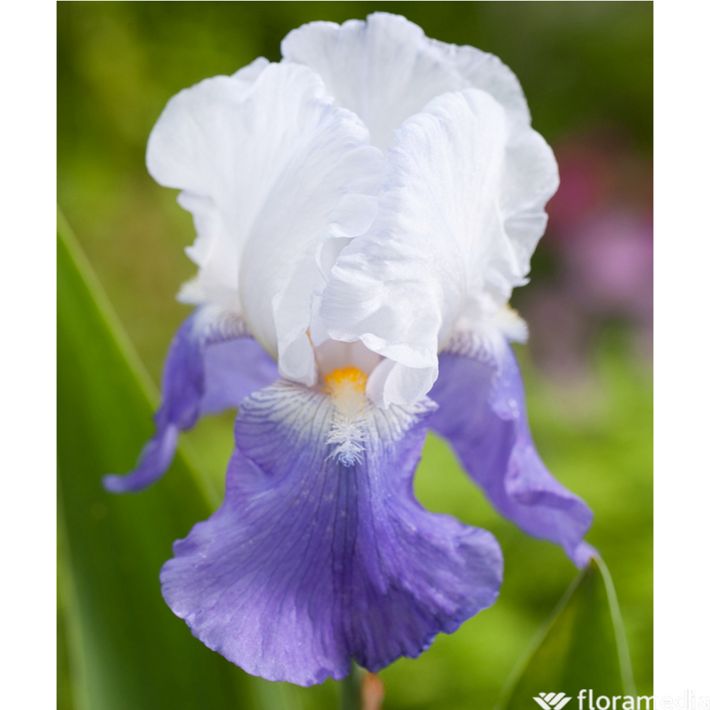 Iris des jardins Arpège : godet rouge
