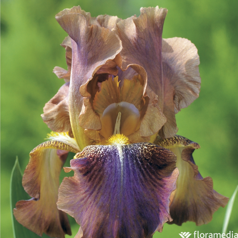 Iris des jardins Autumn Leaves : godet rouge
