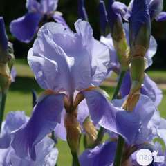 Iris des jardins Blue Rythm : godet rouge