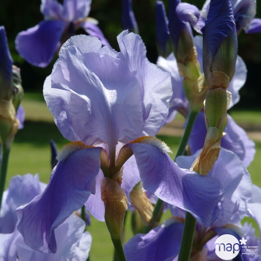 Iris des jardins Blue Rythm : godet rouge