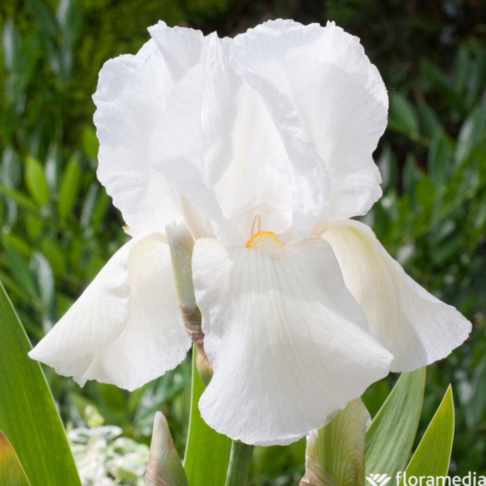 Iris des jardins Cheverny : godet rouge