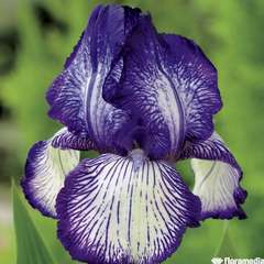 Iris des jardins Circus Stripes: godet rouge