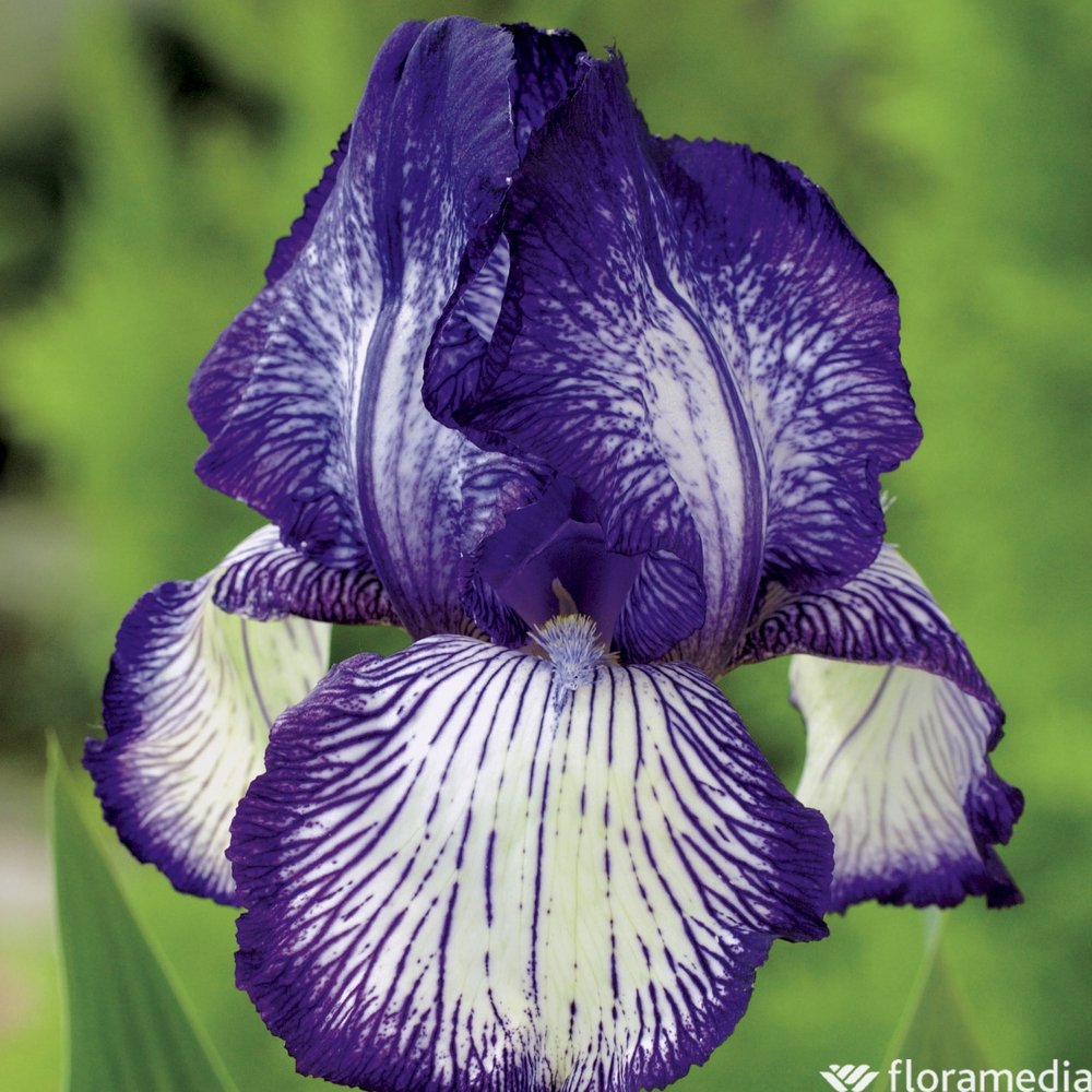 Iris des jardins Circus Stripes: godet rouge