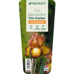Iris des jardins Fire Cracker : godet rouge