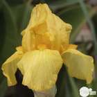 Iris des jardins Granada Gold : godet rouge