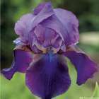 Iris des jardins Master Charles : godet rouge
