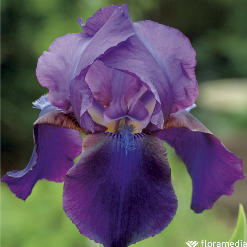 Iris des jardins Master Charles : godet rouge