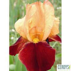 Iris des jardins Red Torch: godet rouge