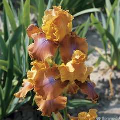 Iris des jardins Rusticana : godet rouge