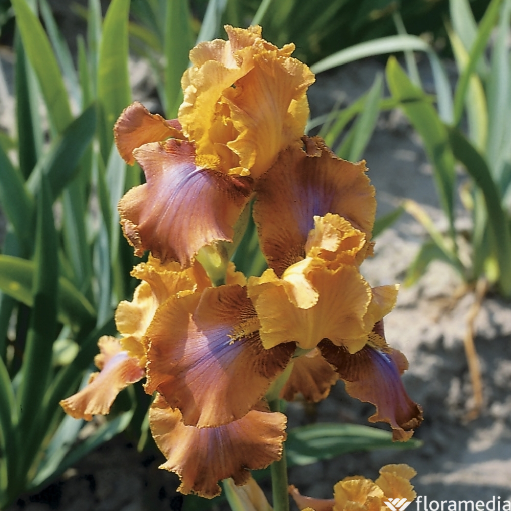 Iris des jardins Rusticana : godet rouge