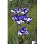 Iris des jardins Steeping Out : godet rouge
