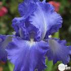 Iris des jardins Victoria Falls : godet rouge