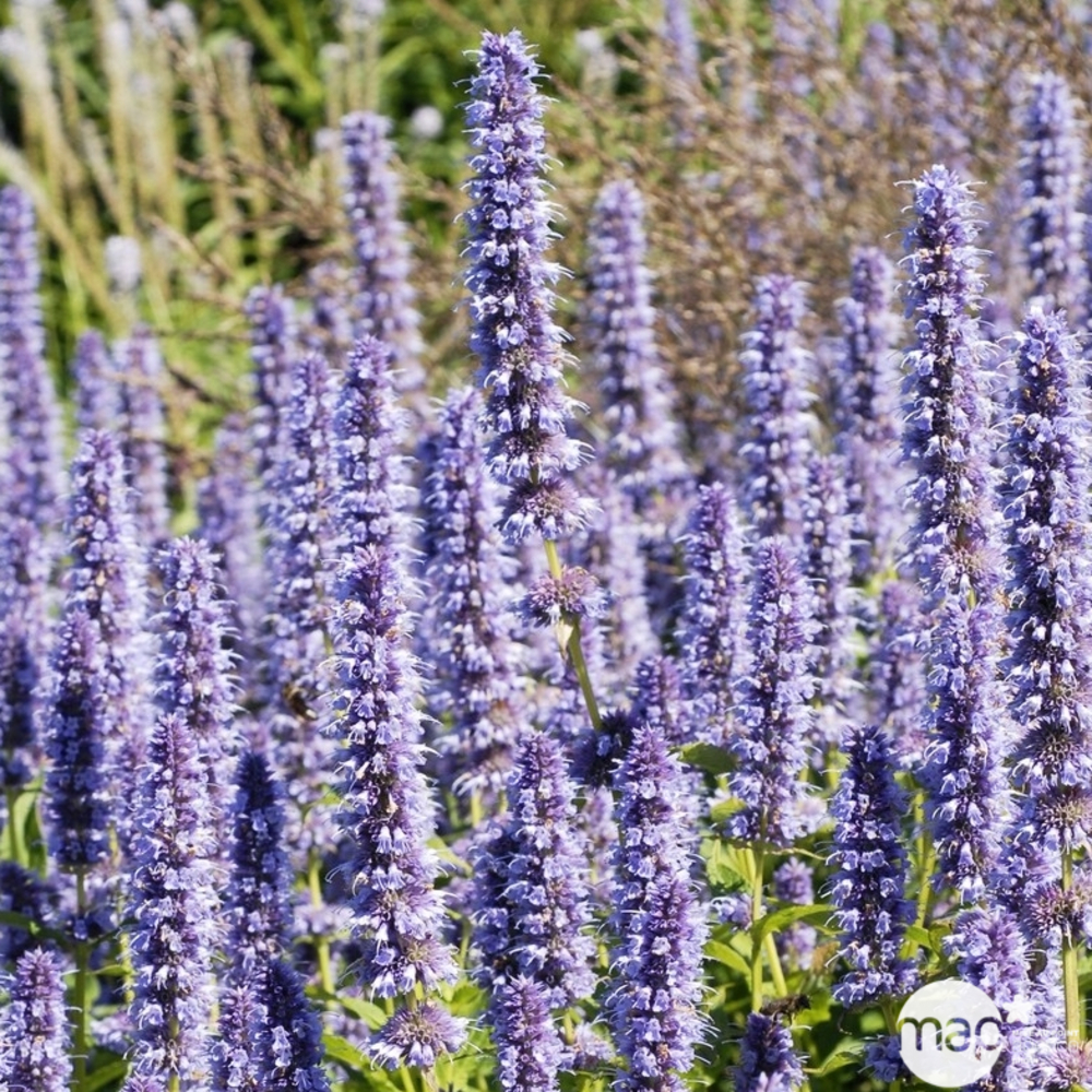 Agastache Blue Fortune : godet rouge