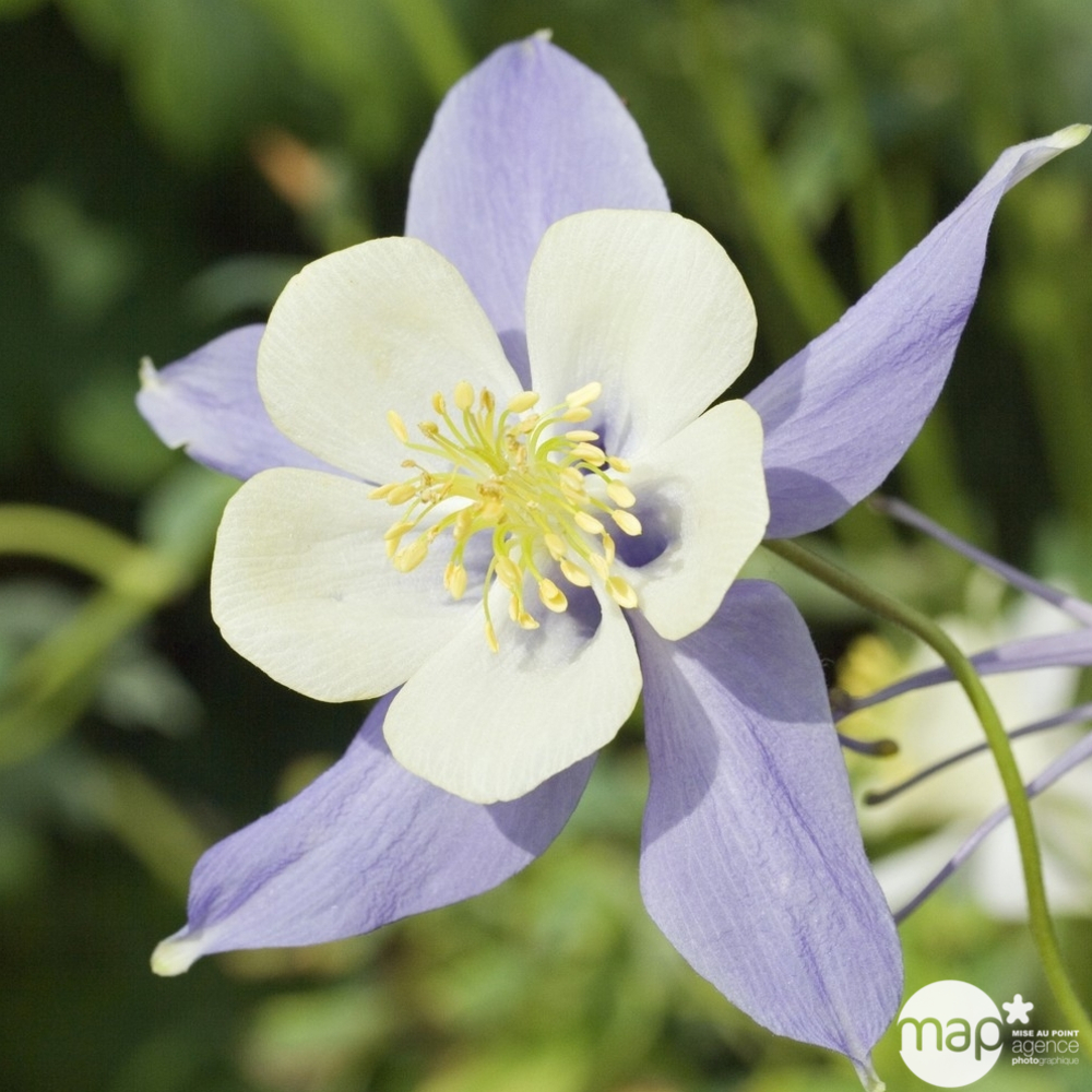 Ancolie blue star : godet