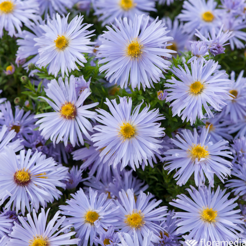 Aster nain Mittelmeer : godet vert