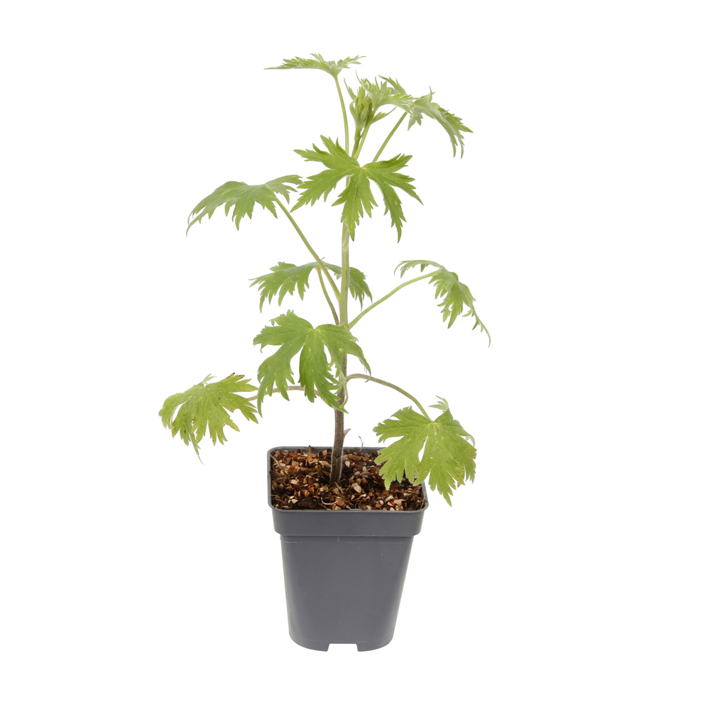 Pied d'alouette Blue Jay : godet vert