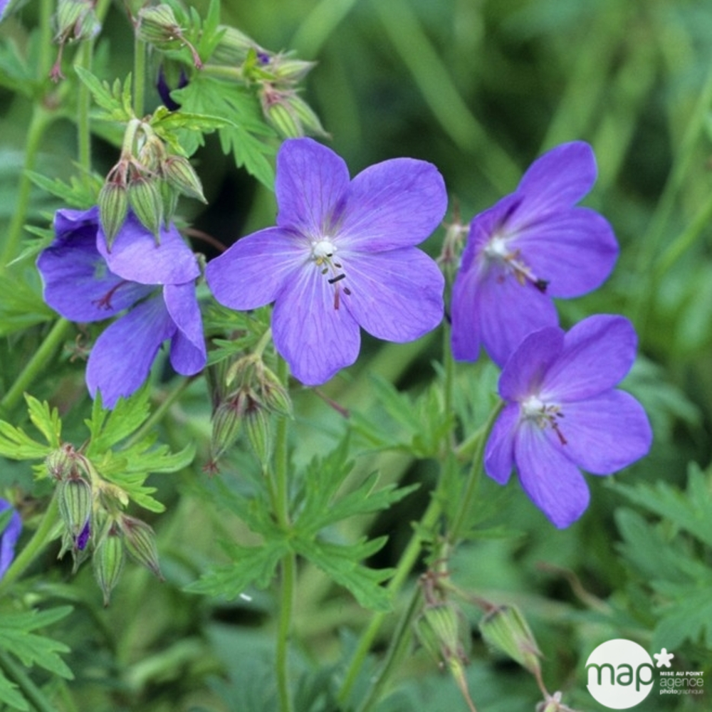 Géranium vivace Johnson's Blue : godet rouge