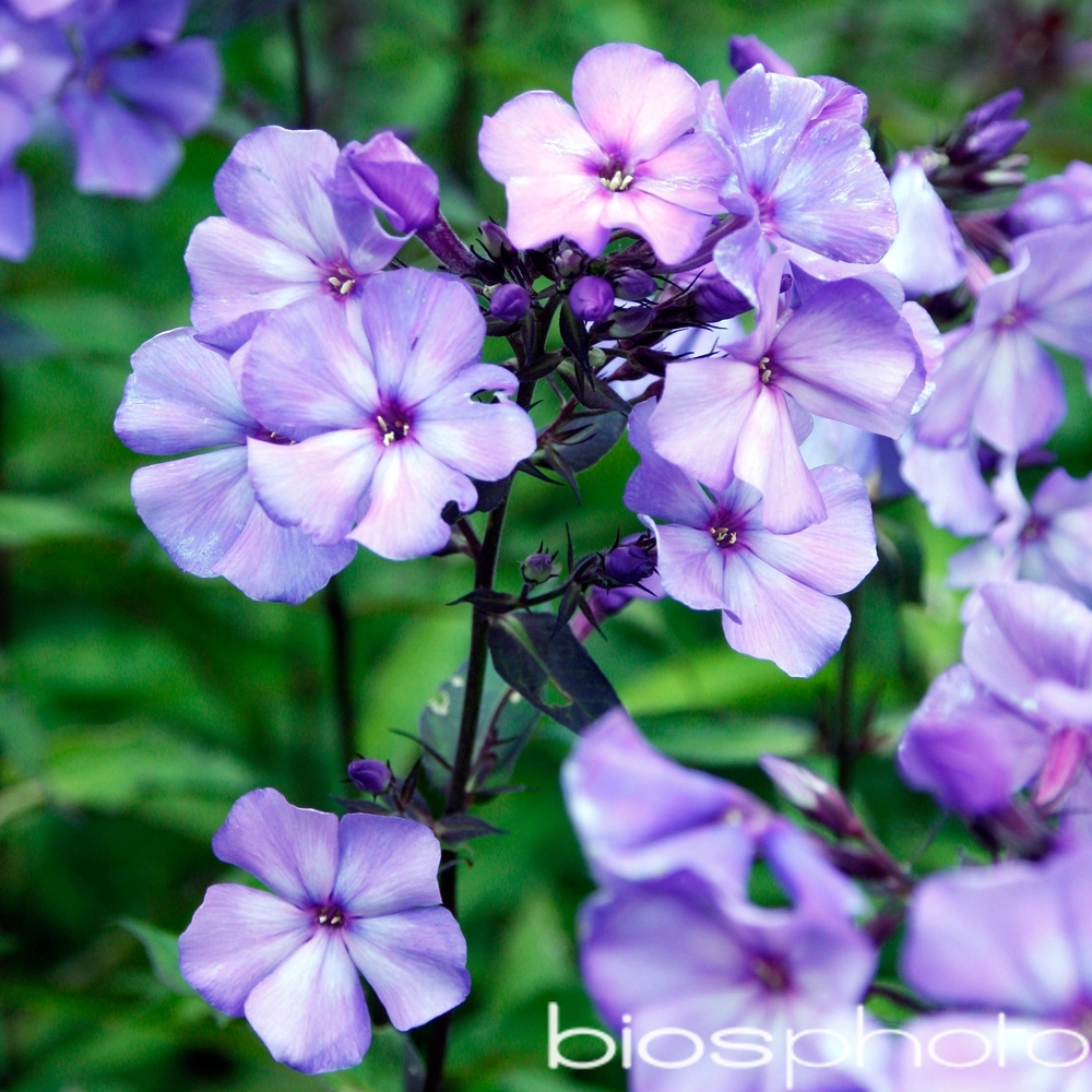 Phlox haut Blue Paradise : godet vert