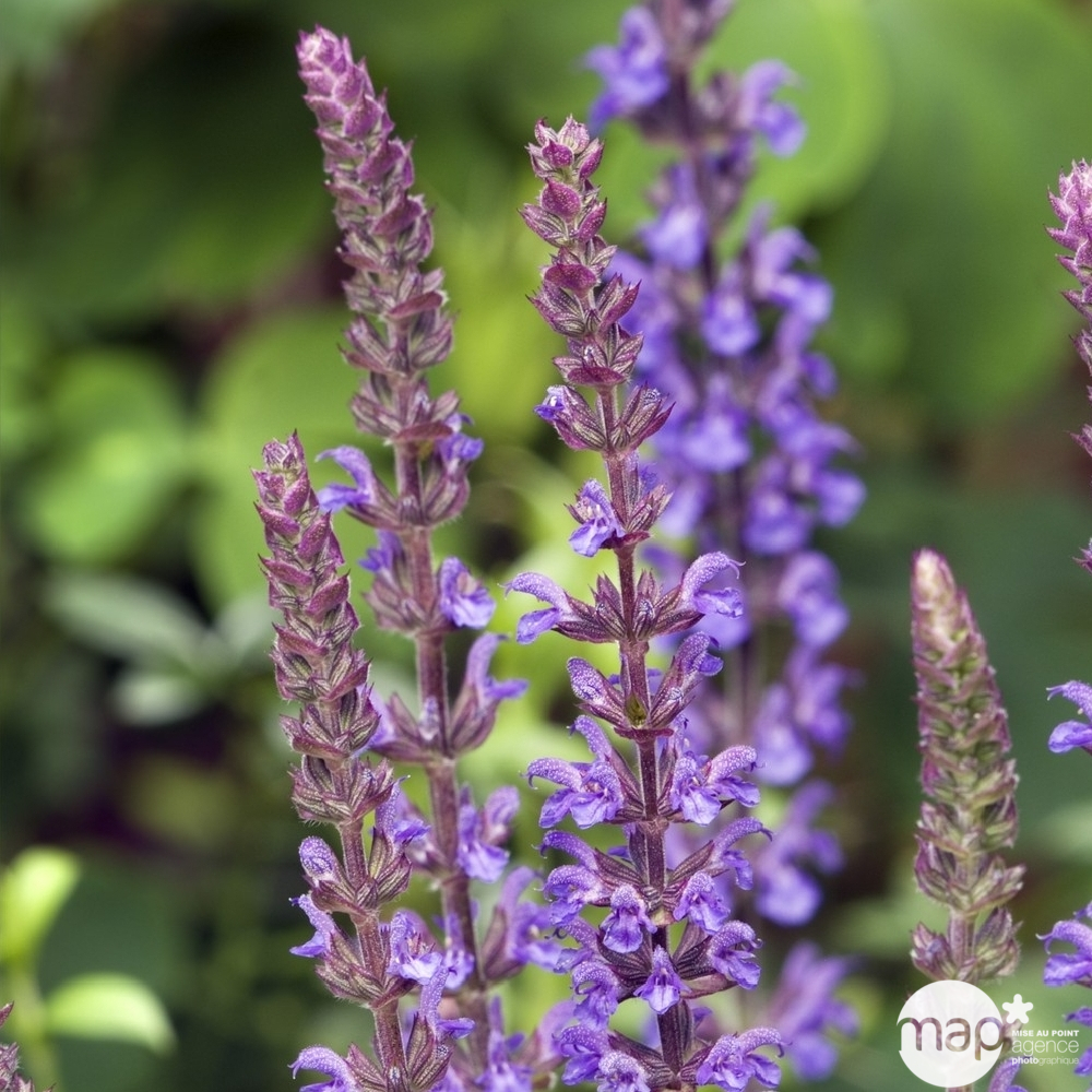 Sauge des bois Blaukönigin : godet vert
