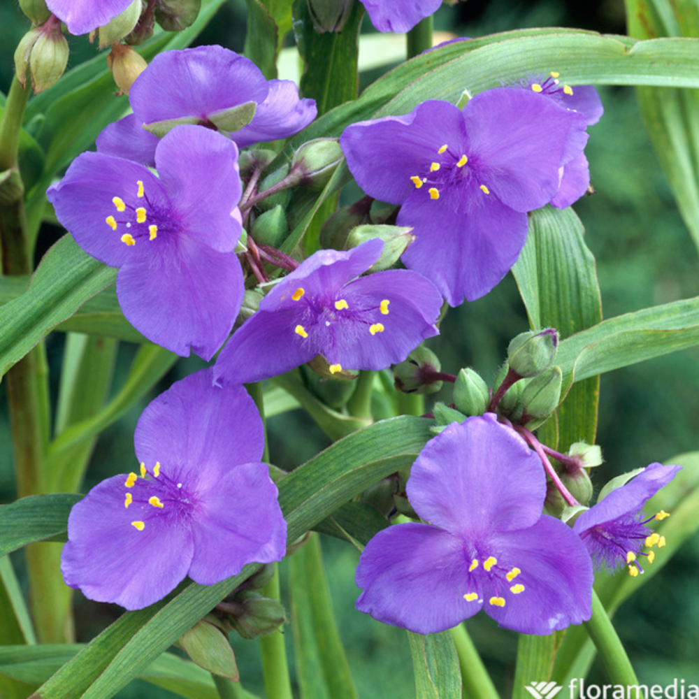 EphÃ©mÃšre de Virginie Blue Stone : godet