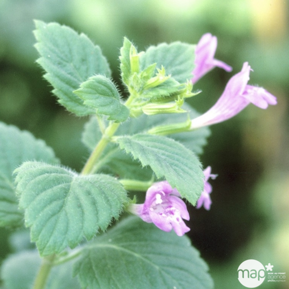 Calament : godet vert