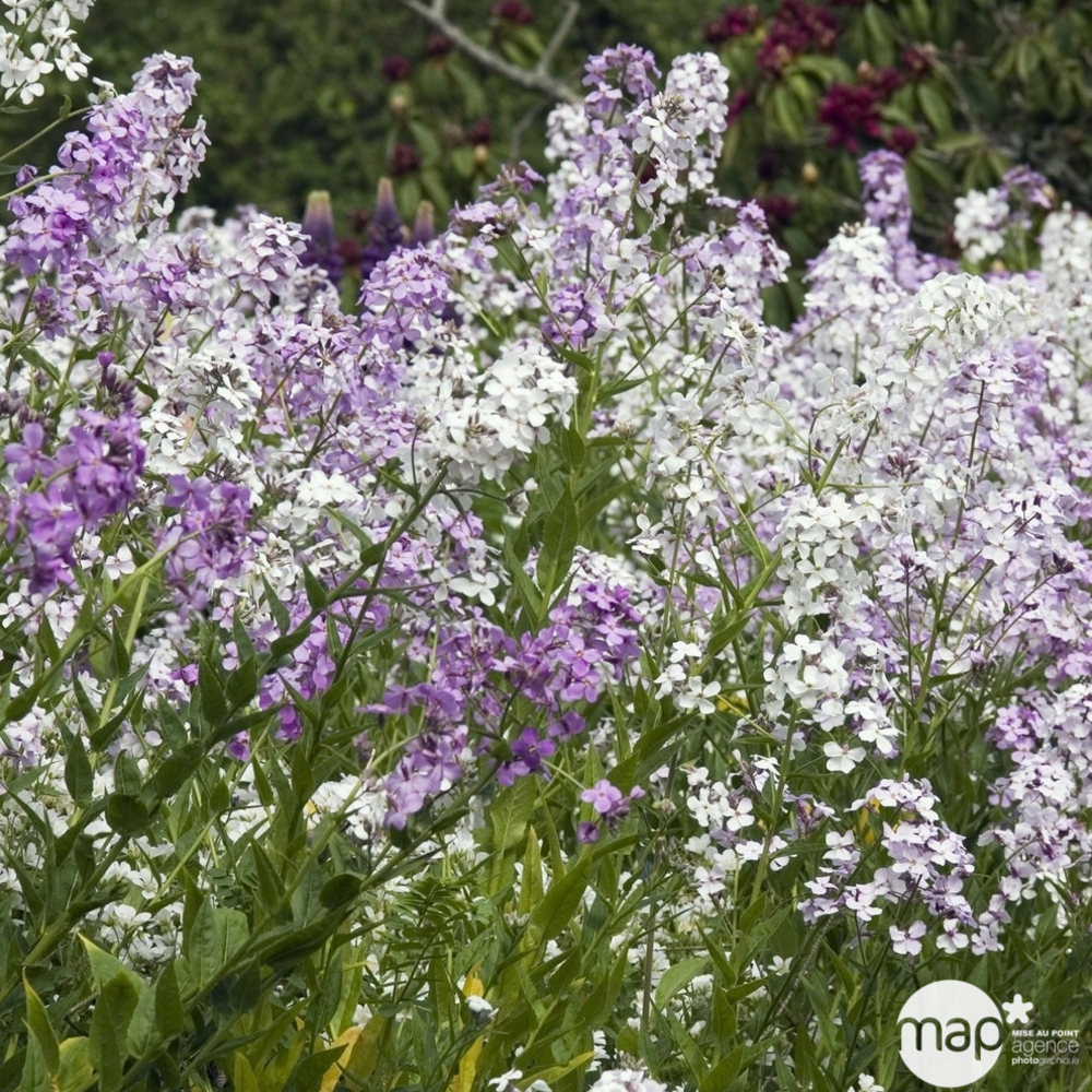 Julienne des Dames : godet