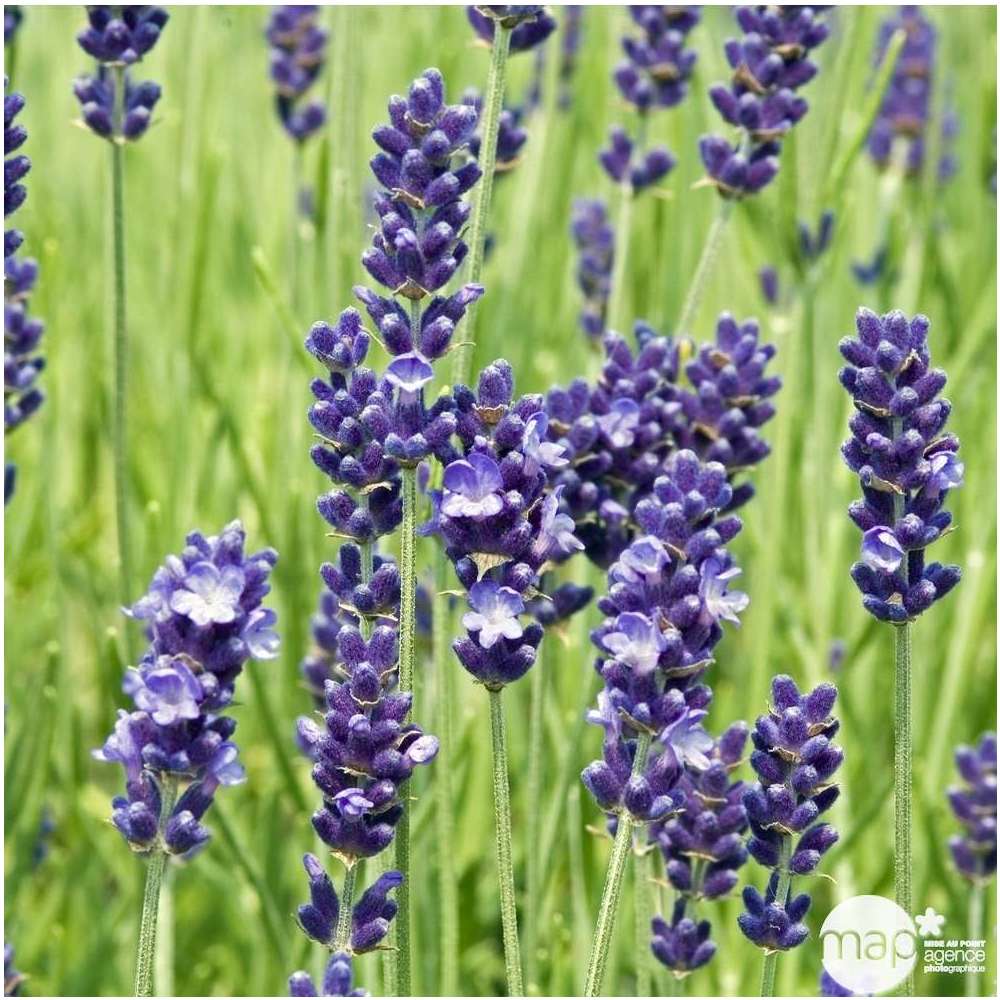 Lavande vraie Hidcote : godet