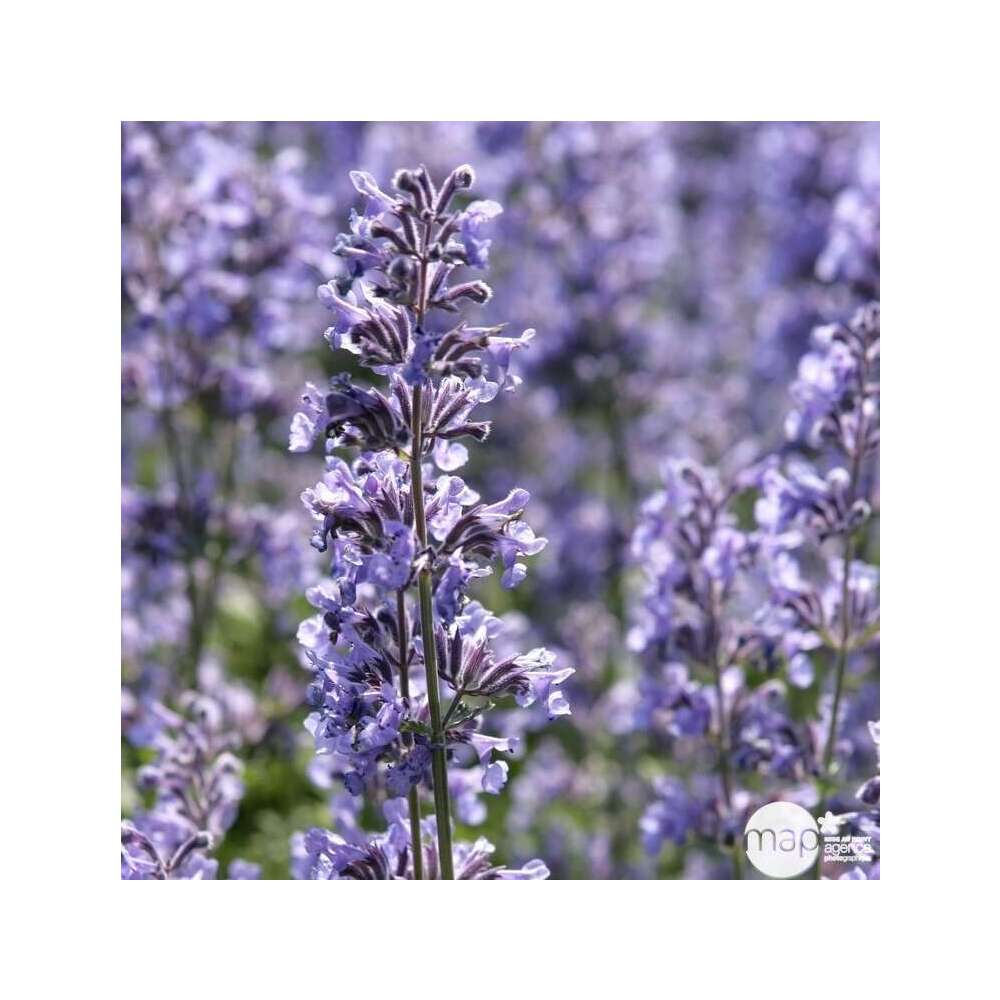 Herbe aux chats 'Six Hills Giant' : godet Ø9cm