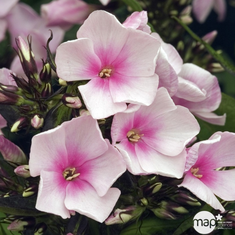 Phlox haut Bright Eyes : godet vert