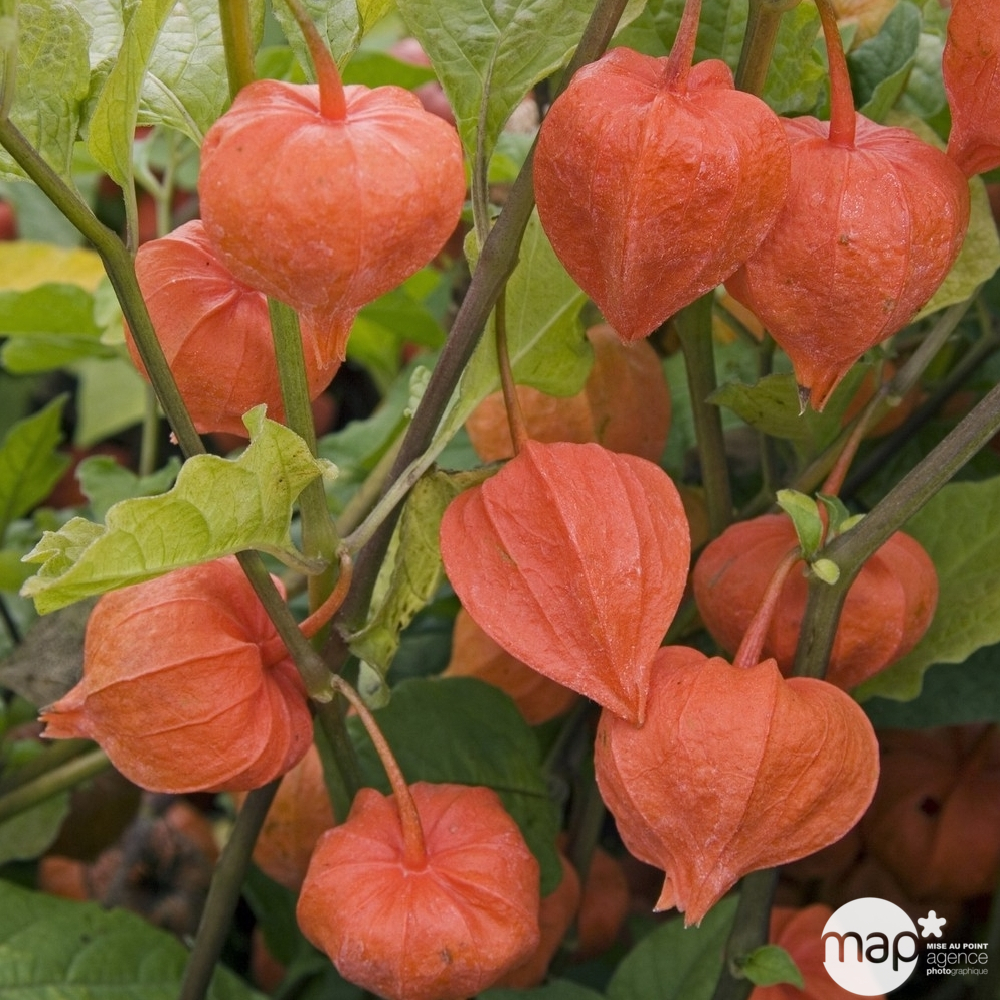 Amour en cage : godet vert