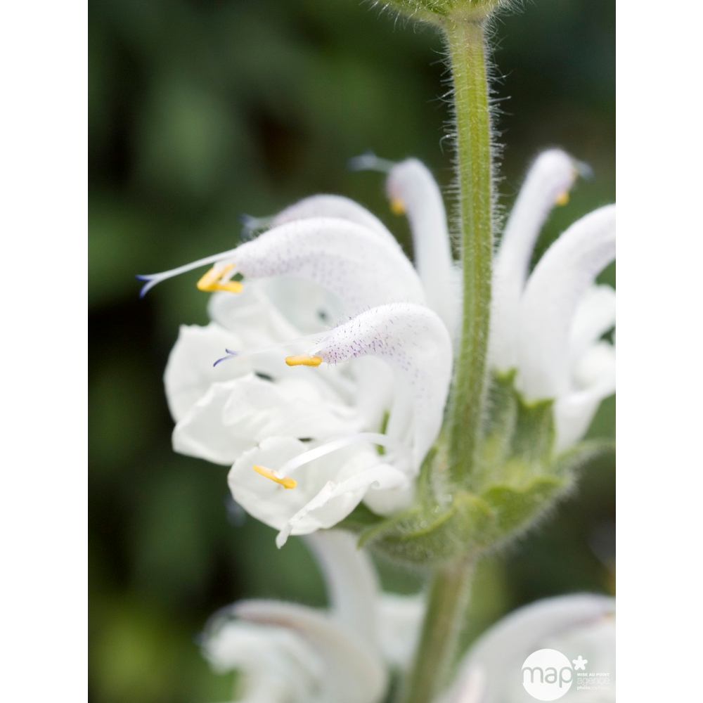 Sauge argentée : godet rouge