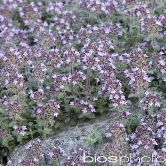 Thym laineux : en godet vert