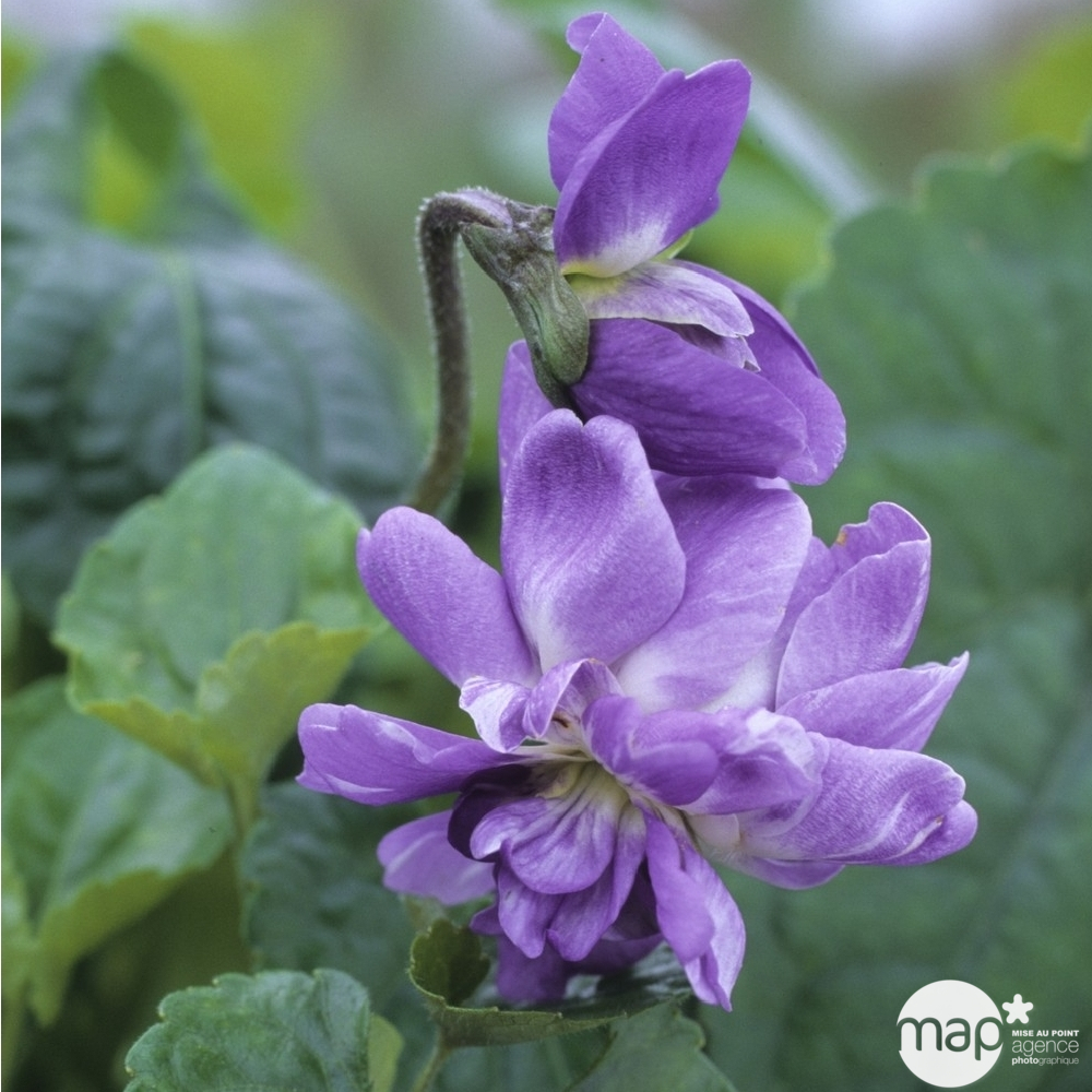 Violette odorante Parme de Toulouse, godet vert