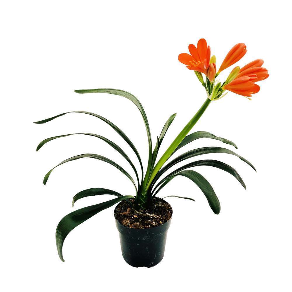 Clivia: plante pot h.50cm