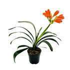 Clivia: plante pot h.50cm