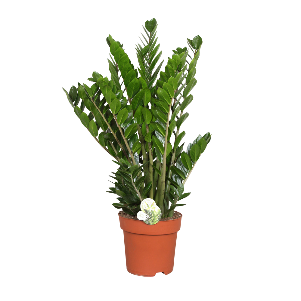 Zamioculcas : H70/80cm, D20cm