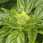 Plant de basilic grand vert : pot de 3 litres