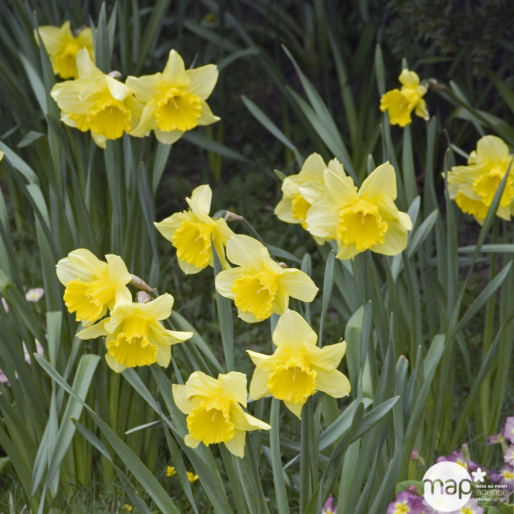 Narcisse Carlton : pot Ø 12 cm