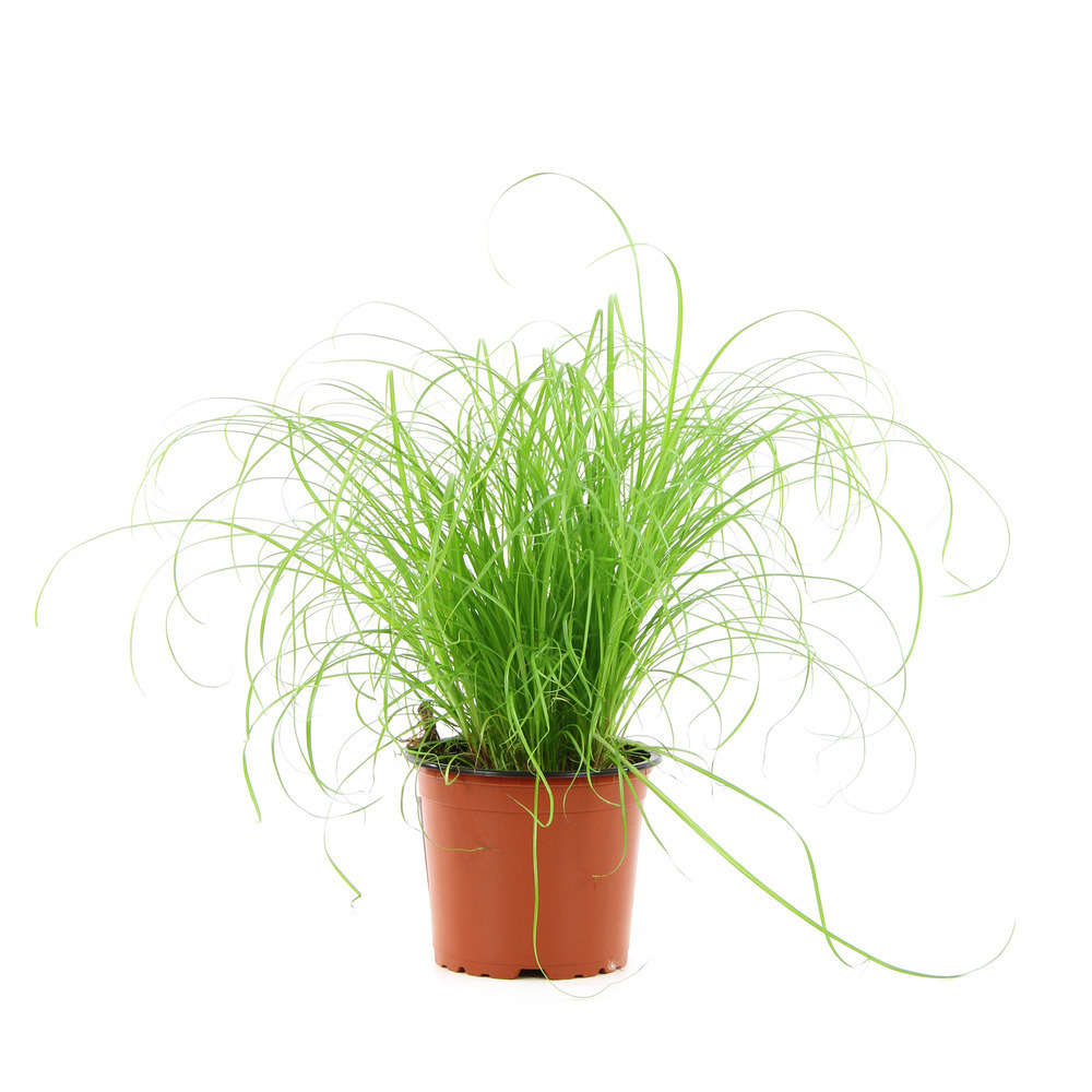 Cyperus Herbe A Chat Plante O12cm Pot Truffaut
