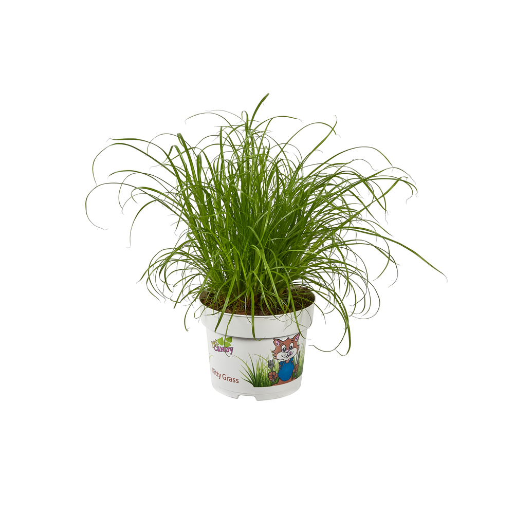 Cypérus - Herbe à chat : plante Ø12cm pot