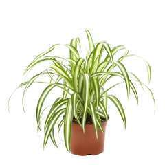 Chlorophytum : plante Ø12cm H.40cm pot