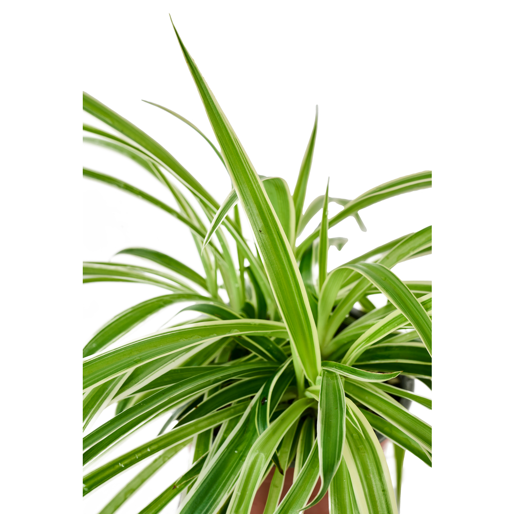 Chlorophytum : Pot Ø12cm H.40cm