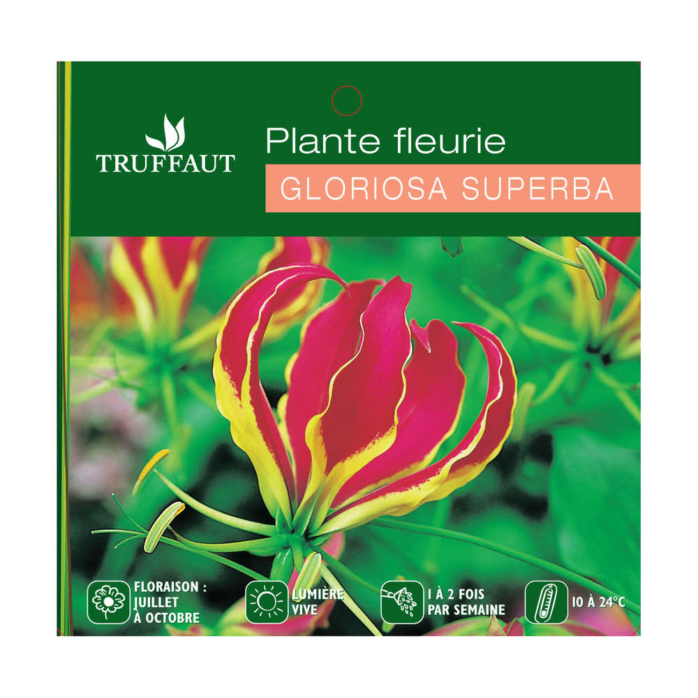 Lis de malabar : 2 pieds, Ø21cm H.110cm, pot