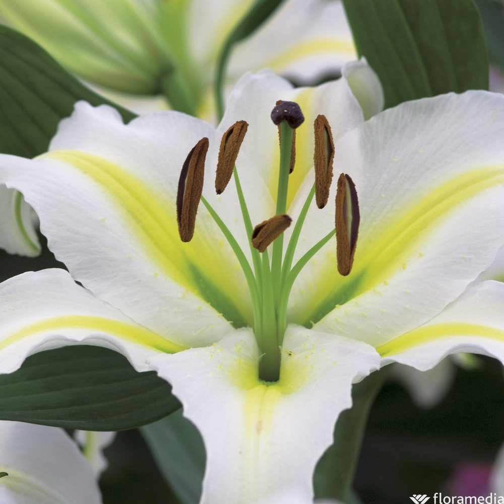 Lis : plante Ø19cm sur tige H.70cm pot