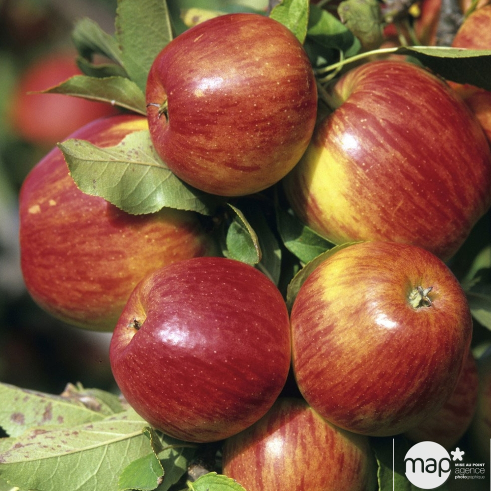 Pommier Jonagold : gobelet 2 ans d'âge ctr 15 litres